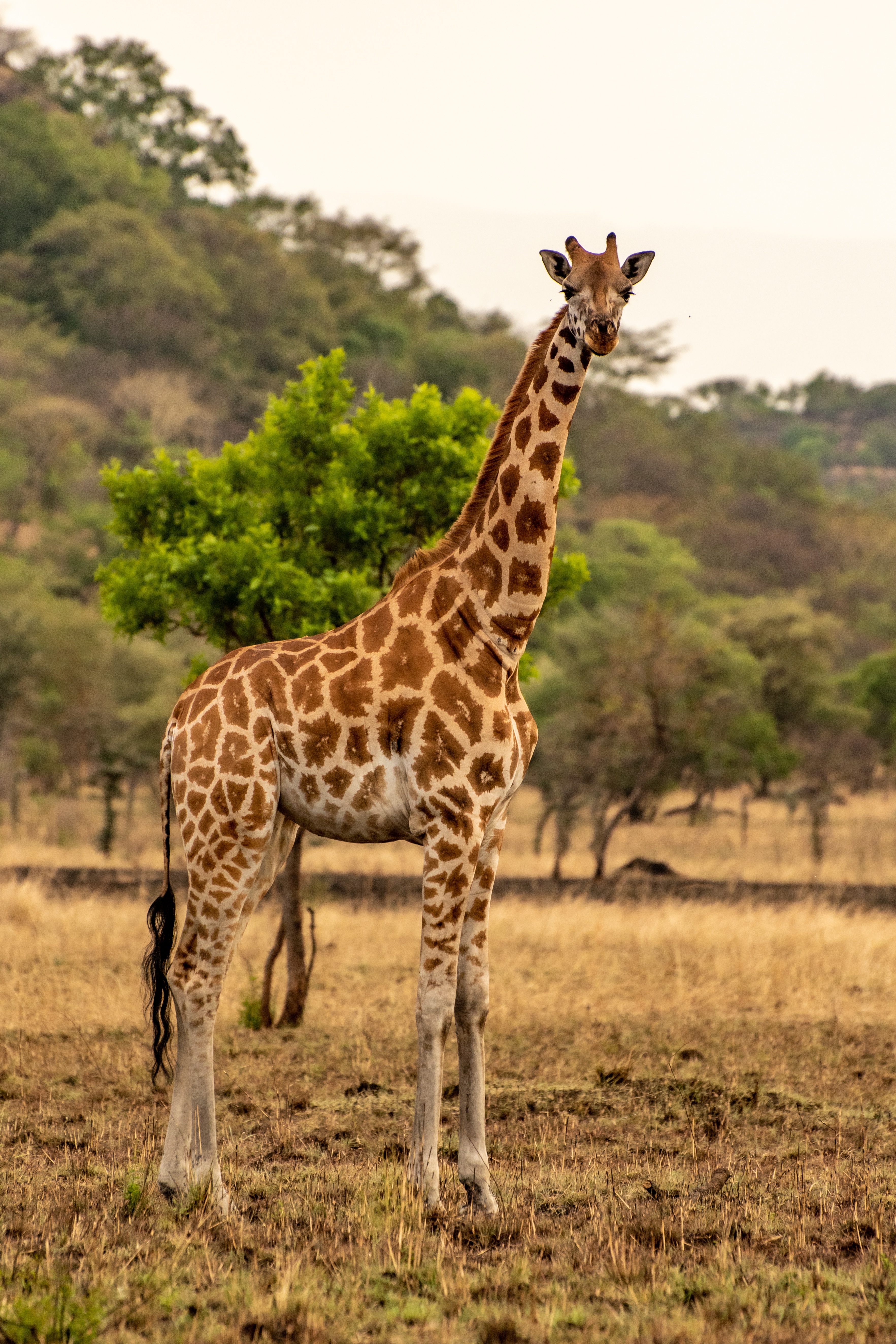 Giraffe in African landscape
